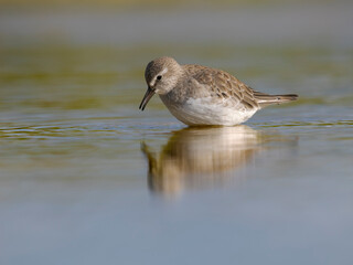 White-rumped sandpiper feeding in a pond. South America, Falkland Islands, Volunteer Point.