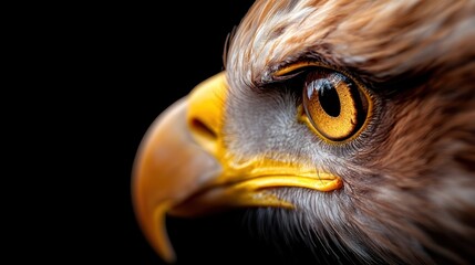 An exquisite close-up shot capturing the fierce and captivating gaze of an eagle, showcasing the powerful beauty of wildlife and nature in vivid detail.