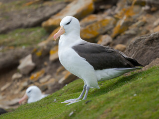Black-browed Albatross or Mollymawk on Saunders Island. South America, Falkland Islands.