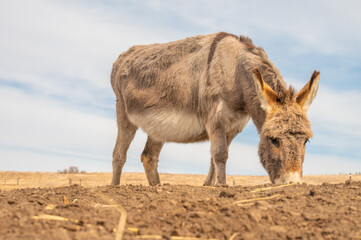 Fototapeta premium Curious donkey feeding on farmland
