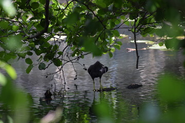 Naklejka premium tree in the water