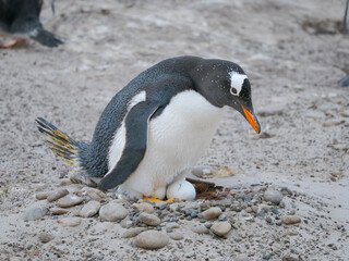Naklejka premium Gentoo Penguin on nest with egg. South America, Falkland Islands, Saunders Island.