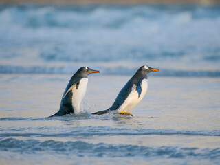 Gentoo Penguin during early morning at the coastline. South America, Falkland Islands, Saunders Island.