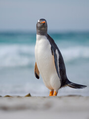 Gentoo Penguin on beach. South America, Falkland Islands, Saunders Island.