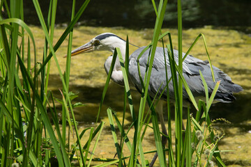 Graureiher an Ufer zwischen Vegetation