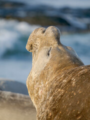 Dominant bull or beach master, threat display. Southern elephant seal during mating season on beach...