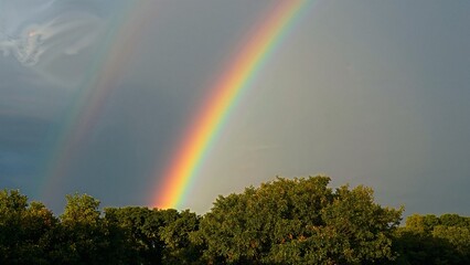 A rainbow is seen in the sky above a forest