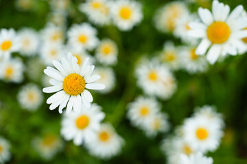 Floral background of white ox-eye daisies and grass blades in spring meadow. Seasonal natural sceneriesspring