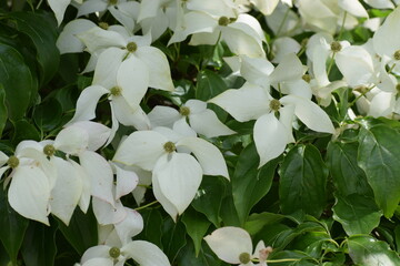 white flowers in a garden