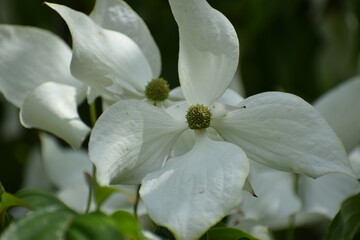 bee on a flower