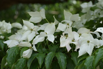 white flowers in the garden