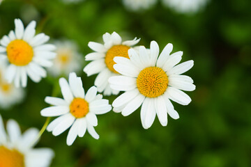 Floral background of white ox-eye daisies and grass blades in spring meadow. Seasonal natural sceneriesspring