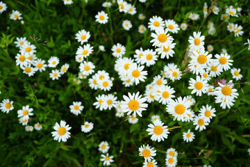 Fototapeta premium Floral background of white ox-eye daisies and grass blades in spring meadow. Seasonal natural sceneriesspring