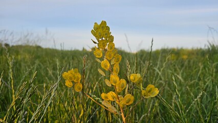 Obraz premium Sweden. Thlaspi arvense, known by the common name field pennycress, is a flowering plant in the cabbage family Brassicaceae. 