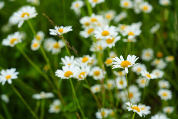 Floral background of white ox-eye daisies and grass blades in spring meadow. Seasonal natural sceneriesspring