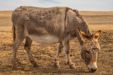 Donkey grazing in prairie field