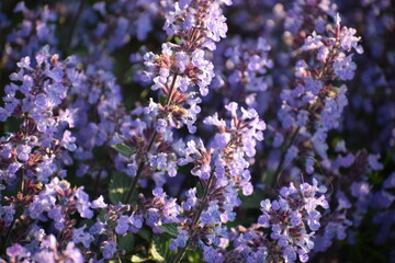 Obraz premium purple flowers on the green field.