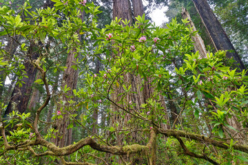 Fototapeta premium USA, California. Del Norte Redwoods State Park springtime with redwoods and rhododendrons