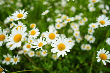 Obraz premium Floral background of white ox-eye daisies and grass blades in spring meadow. Seasonal natural sceneriesspring