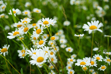 Fototapeta premium Floral background of white ox-eye daisies and grass blades in spring meadow. Seasonal natural sceneriesspring