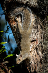A curious grey squirrel uses its tenacious toenails to cling vertically to a tree.
