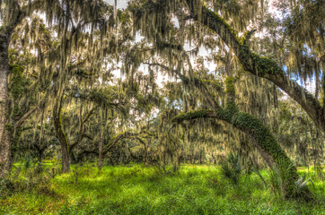 Ancient oak trees, draped with Spanish moss, define an important wildlife habitat in central Florida, USA.