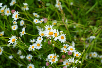 Obraz premium Floral background of white ox-eye daisies and grass blades in spring meadow. Seasonal natural sceneriesspring