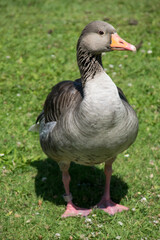 Graugans