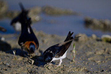 Mehlschwalbe und Rötelschwalbe sammeln Schlamm als Nistmaterial // Western House martins and red-rumped swallow collect mud as nesting material 