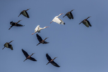 A pair of interloping white ibis join a flock of glossy ibis in Florida.