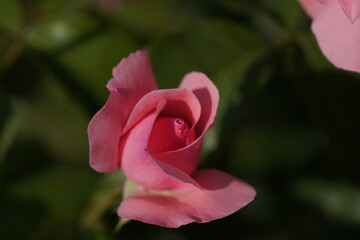 pink valentine rose