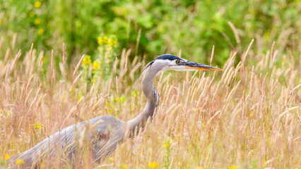 great blue heron