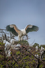 An endangered wood stork, wings gracefully spread, lands on an extended branch back at it's nesting...