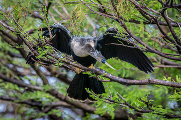 An adult female anhinga, in breeding condition, show off her bright blue lores, red eyes and delicate white plume feathers.
