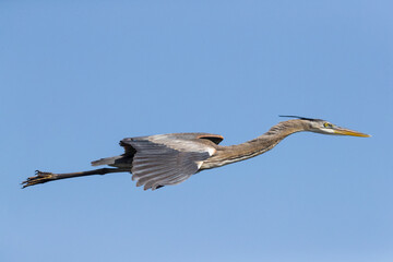 A great blue heron, streamlined and beautiful, just before landing, will extend it's neck.