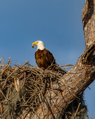 An adult bald eagle perches stoically, surveying it's territory.