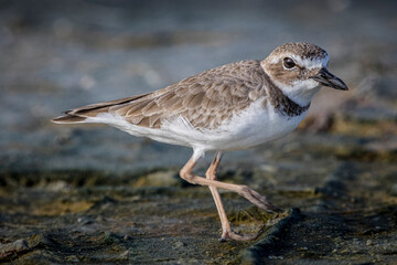 Perfectly formed feathers of a Wilson's plover highlight this winter-time plumage.