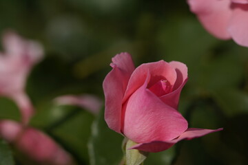 pink valentine rose