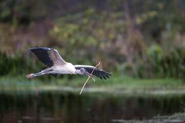 A breeding wood stork, with bright pink feet brings nesting material to its nest.