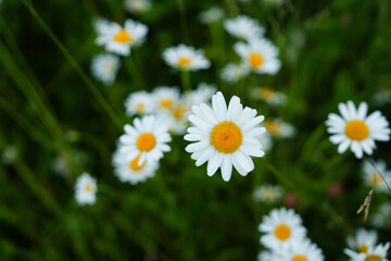 Fototapeta premium Floral background of white ox-eye daisies and grass blades in spring meadow. Seasonal natural sceneriesspring