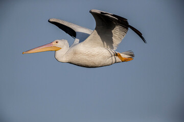 A white pelican flies across the sky.