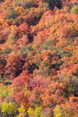 USA, Idaho. Bloomington Canyon Road hillsides in fall color on maple