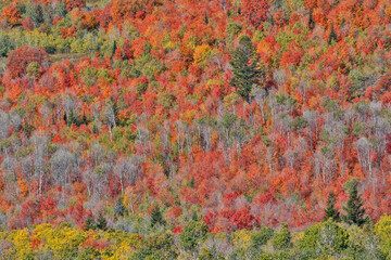 USA, Idaho. Aspen and maple near Liberty and Bear Lake in autumn colors