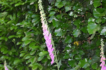 beautiful botanical shot, natural wallpaper