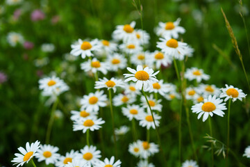Fototapeta premium Floral background of white ox-eye daisies and grass blades in spring meadow. Seasonal natural sceneriesspring