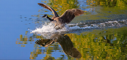 USA, Indiana, Carmel. Canada goose landing on water.