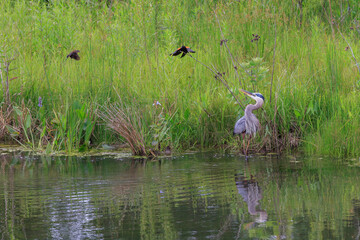 USA, Indiana, Carmel. Great blue heron being harassed by two red-winged blackbirds.