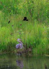 USA, Indiana, Carmel. Great blue heron being harassed by two red-winged blackbirds.