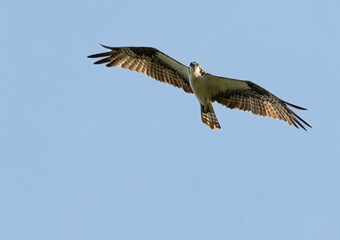 USA, Indiana, Carmel. Osprey in flight.