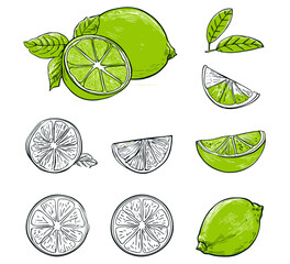 Lime fruits with slices and leaves, whole and cut lime, citrus half and wedge, green lime icons set, vector illustration, tropical fruit, citrus collection, fresh juicy lime.